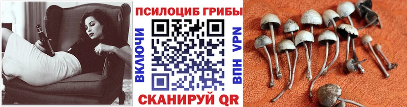 kraken вход  Обоянь  Псилоцибиновые грибы мухоморы 